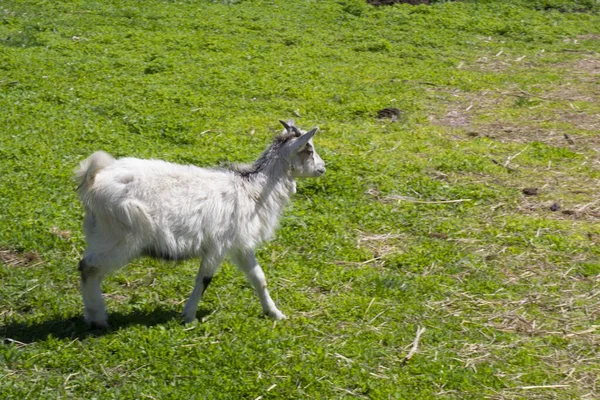 White horned goat grazes on a green meadow at the farmer — Stock Photo, Image