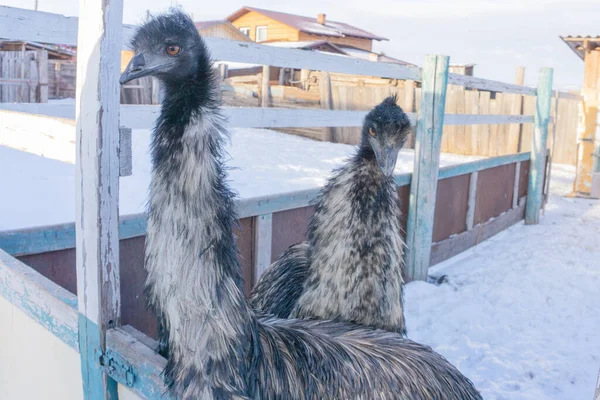 Un par de avestruces emu en el invierno en la nieve en un corral de agricultores. escena rural —  Fotos de Stock