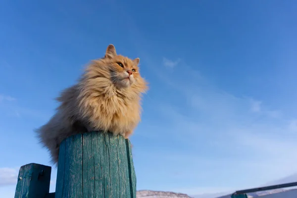 Un hermoso gato rojo grande y esponjoso adulto se sienta en un poste verde contra un cielo azul y mira a la distancia. mascotas, escena agrícola —  Fotos de Stock