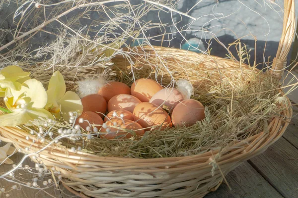 Пасхальне гніздо з коричневими курячими яйцями в кошику з лози освітлюється яскравим весняним сонцем на дерев'яному тлі. Концепція святкового Великодня — стокове фото