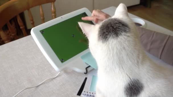 Un giocoso gatto bianco con macchie nere e una padrona di casa sono seduti a un tablet schermo cromakey, scegliendo gli acquisti, il gatto cattura le mani hostess con la zampa. shopping online per animali domestici — Video Stock