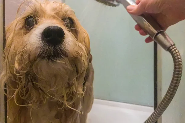 Nasser kleiner rothaariger Hund unter der Dusche in einem Hunde-Schönheitssalon — Stockfoto