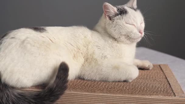 Un gato blanco con manchas negras duerme en un sofá de elaboración. Concepto mascotas — Vídeo de stock