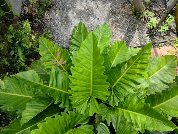 Philodendron Bitkisinin Üst Görünümü — Stok fotoğraf
