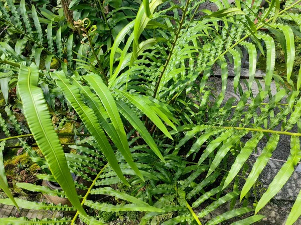 Samambaia Verde Deixa Fundo Jardim — Fotografia de Stock