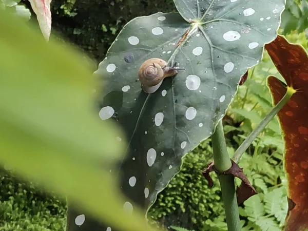 庭の葉の上でカタツムリ — ストック写真