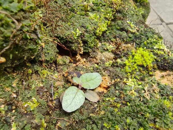 Kis Növény Sziklán Kertben — Stock Fotó