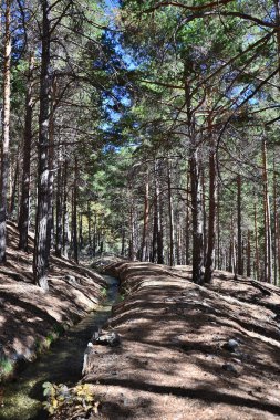 Sonbaharda Alpujarra 'da Puente Palo yakınlarında çam ağaçlarıyla çevrili hendek Almiar.