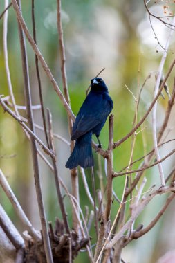 Shiny Cowbird Chupim 'i de tanıyor. Brezilya 'nın en tipik siyah kuşunun tüm güzelliği ve varlığı. Tür Molothrus bonariensis. Kuş İzleyici