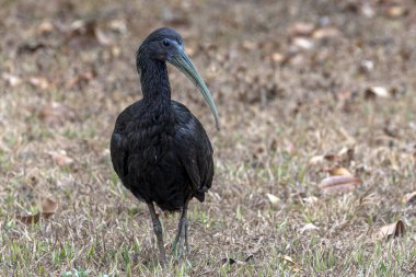Kabarık göğüslü bir Wren aynı zamanda Garrinchao-de-barga-vermelha olarak da bilinir. Tür Cantorchilus longirostris. Kuş gözlemi.