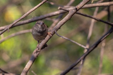 Serçe, bir ağacın tepesindeki dallar arasında Serçe olarak da bilinir. Tür Passer domesticus. Hayvanlar Dünyası. Kuş izleme..