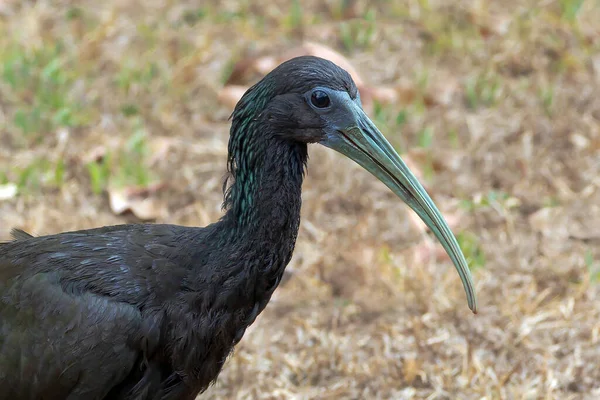 Coro Coro Güney Ibis Olarak Bilinen Yeşil Ibis Tipik Bir — Stok fotoğraf