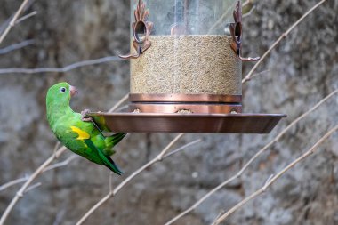Kuş yemliğine asılmış bir papağan. Sade Muhabbet Balığı. Tür Brotogeris tyrica. Brezilya Atlantik Ormanı 'nın tipik bir muhabbet kuşudur. Kuş izleme..