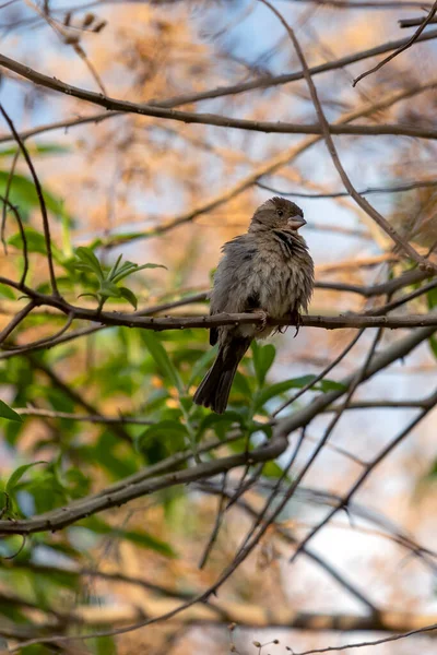 木の上に雀の羽が生えている 鳥好き 種は家畜を通過する 動物界 バードウォッチング — ストック写真