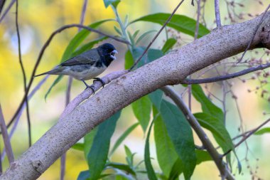 Sarı Göbekli Seedeater 'ın erkeği de bir ormandaki ağaç dalına tünemiş Baiano olarak bilinir. Tür Sporophila nigricollis. Kuş sever. Kuş vızıltısı. Doğa