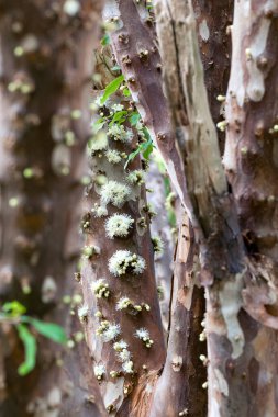 Jabuticaba mevsimi. Jaboticaba meyvesi ağaçta çiçek açıyor. Tür Plinia cauliflora. Jabuticaba, Brezilya 'nın yerli üzüm ağacı. Egzotik çiçek.