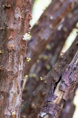 Jabuticaba mevsimi. Jaboticaba meyvesi ağaçta çiçek açıyor. Tür Plinia cauliflora. Jabuticaba, Brezilya 'nın yerli üzüm ağacı. Egzotik çiçek.