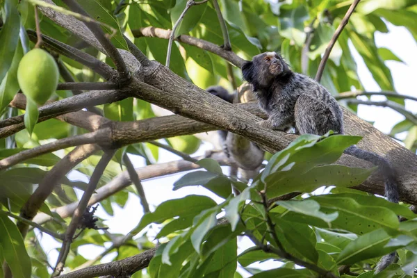 Μαϊμού Στο Δέντρο Μάνγκο Black Tufted Marmoset Επίσης Γνωστό Mico — Φωτογραφία Αρχείου