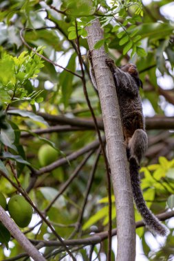 Mango ağacındaki maymun. Siyah ipekli marmoset Mico-estrela olarak da bilinir, orta Brezilyalı tipik bir maymundur. Tür Callithrix penisillata. Hayvan sever. Vahşi yaşam. Fotoğraf taşınıyor.