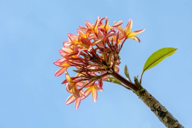 Güzellik çiçeği kırmızı paucipan veya kırmızı yasemin veya kırmızı frangipani. Tür Plumeria yakutu. İnanılmaz bir doğa. Pembe çiçek.
