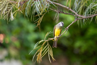 The Tropical Kingbird also known as Suiriri perched on the branches of a tree. Species Tyrannus melancholicus. Animal world. Birdwatching. Yellow bird. clipart