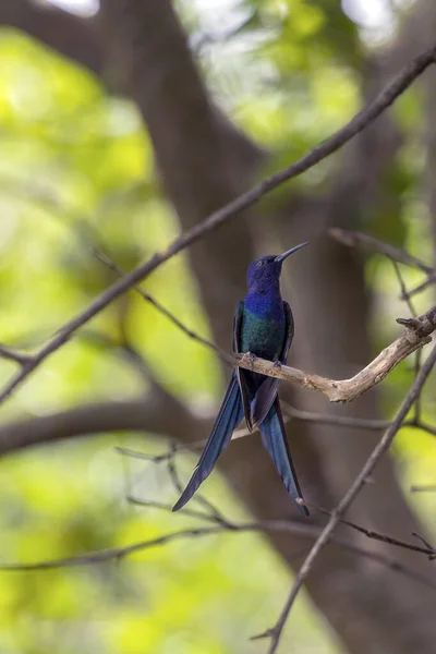 Beija Flor Cauda Andorinha Empoleirado Ramo Uma Árvore Floresta Sua — Fotografia de Stock