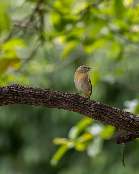 Female Saffron Finch Also Known Canario Yellow Bird Typical South — Stock Photo, Image