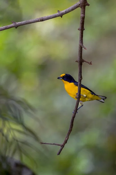 Uma Ave Tropical Eufonia Violácea Empoleirada Uma Árvore Galhos Com — Fotografia de Stock