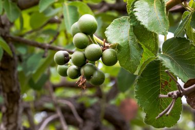 Pequi olarak bilinen suari fındığı meyvesi. Orta batı Brezilya 'daki Cerrado Biomu' ndan tipik yenilebilir meyve. Tür Caryocar brasiliensis. Gastronomi