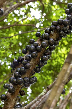 Ağaçtaki Jabuticaba hasat edilmeye hazır. Jaboticaba, Brezilya 'nın yerli üzüm ağacı. Tür Plinia cauliflora. Tipik egzotik yaz meyvesi..