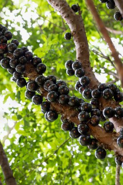 Ağaçtaki Jabuticaba hasat edilmeye hazır. Jaboticaba, Brezilya 'nın yerli üzüm ağacı. Tür Plinia cauliflora. Tipik egzotik yaz meyvesi..