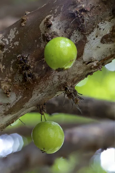 Makro Fotografering Grön Jabuticaba Jaboticaba Det Inhemska Brasilianska Druvträdet Arten — Stockfoto