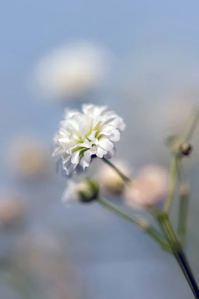 Kis Fehér Cigányvirág Közelsége Természet Kerti — Stock Fotó