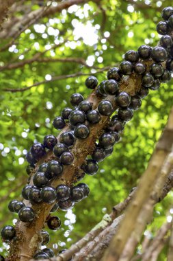 Ağaçtaki Jabuticaba hasat edilmeye hazır. Jaboticaba, Brezilya 'nın yerli üzüm ağacı. Tür Plinia cauliflora. Tipik egzotik yaz meyvesi..