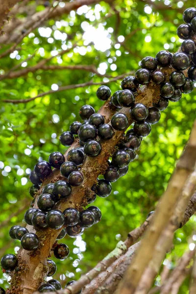 Ağaçtaki Jabuticaba hasat edilmeye hazır. Jaboticaba, Brezilya 'nın yerli üzüm ağacı. Tür Plinia cauliflora. Tipik egzotik yaz meyvesi..