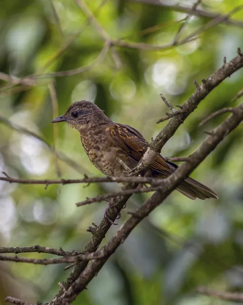 Uma Ave Savana Brasileira Sapinho Peito Pálido Também Conhecido Como — Fotografia de Stock