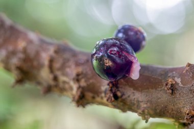 Meyve egzotiği. Ağaçtaki Jabuticaba bir kuş tarafından yenmeye hazır. Jaboticaba, Brezilya 'nın yerli üzüm ağacı. Tür Plinia cauliflora.