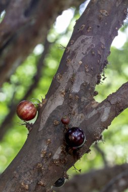 Meyve egzotiği. Ağaçtaki Jabuticaba hasat edilmeye hazır. Jaboticaba, Brezilya 'nın yerli üzüm ağacı. Tür Plinia cauliflora.