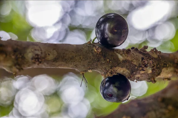 Meyve Egzotiği Ağaçtaki Jabuticaba Bir Kuş Tarafından Yenmeye Hazır Jaboticaba — Stok fotoğraf