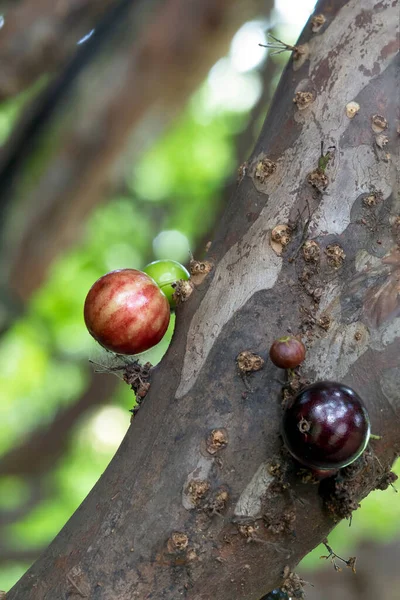 Fruta Exótica Jabuticaba Árvore Pronta Para Ser Colhida Jaboticaba Árvore — Fotografia de Stock