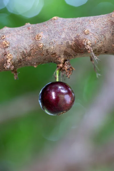 Meyve Egzotiği Ağaçtaki Jabuticaba Hasat Edilmeye Hazır Jaboticaba Brezilya Nın — Stok fotoğraf