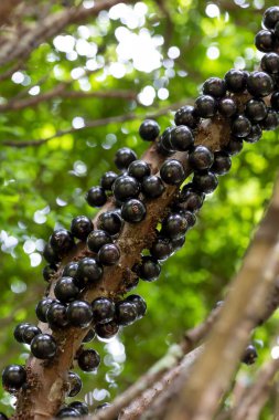 Meyve egzotiği. Ağaçtaki Jabuticaba hasat edilmeye hazır. Jaboticaba, Brezilya 'nın yerli üzüm ağacı. Tür Plinia cauliflora. Gastronomi.