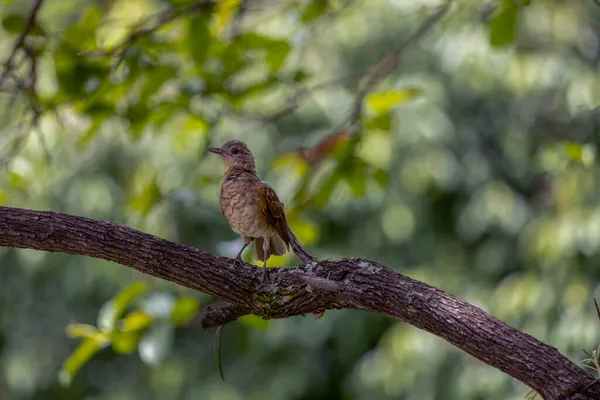 Ένα Πουλί Της Βραζιλιάνικης Σαβάνας Χλωμή Thrush Επίσης Γνωστή Sabia — Φωτογραφία Αρχείου