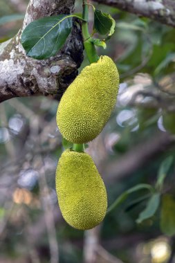 Jaca olarak bilinen bir Jackfruit, bir Jackfruit ağacına asılmış. Tür Artocarpus heterofillus. Doğa ve sağlıklı gıda kavramları. Gastronomi. Brezilya 'dan Jackfruit.