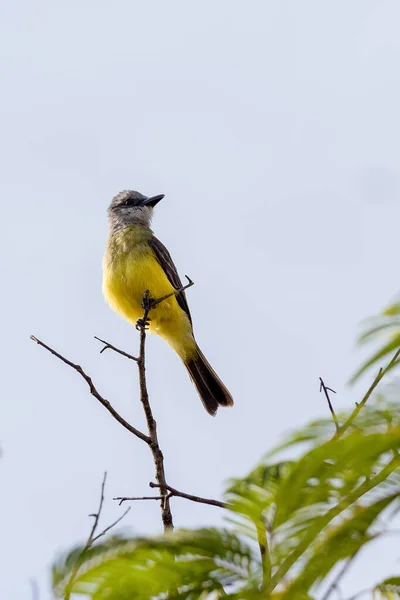 Tropikalny Kingbird Znany Również Jako Suiriri Usiadł Gałęziach Drzewa Gatunek — Zdjęcie stockowe