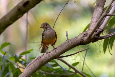 Rufous-Belli Thrush, bir dala tünemiş olan Sabia-laranjeira olarak da bilinir. Brezilya 'nın sembol kuşu. Kuş gözlemciliği. Kuş sever. Kuşçuluk. Türleri Turdus rufiventris