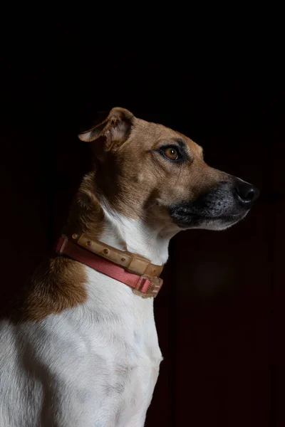 黒を基調とした美しい白と茶色の斑点のある女性犬の肖像画 動物界 ペット好き 動物は守る 犬好き — ストック写真