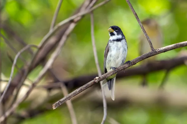 Varón Vientre Amarillo Seedeater También Conocido Como Baiano Encaramado Una — Foto de Stock