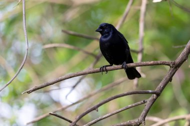 Shiny Cowbird Chupim 'i de tanıyor. Brezilya 'nın en tipik siyah kuşunun tüm güzelliği ve varlığı. Tür Molothrus bonariensis. Kuş gözlemcisi. Kuşçuluk
