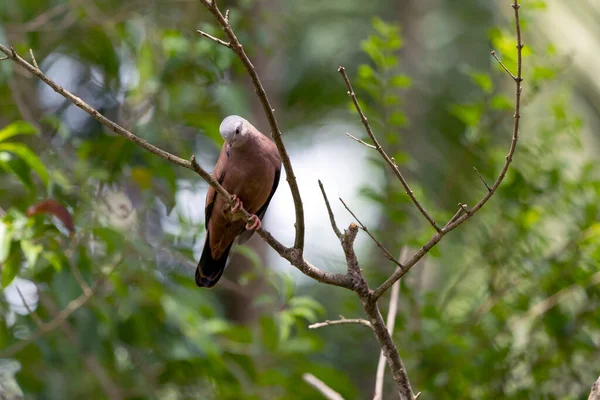 Roestige Grondduif Lag Een Tak Het Een Kleine Tropische Duif — Stockfoto